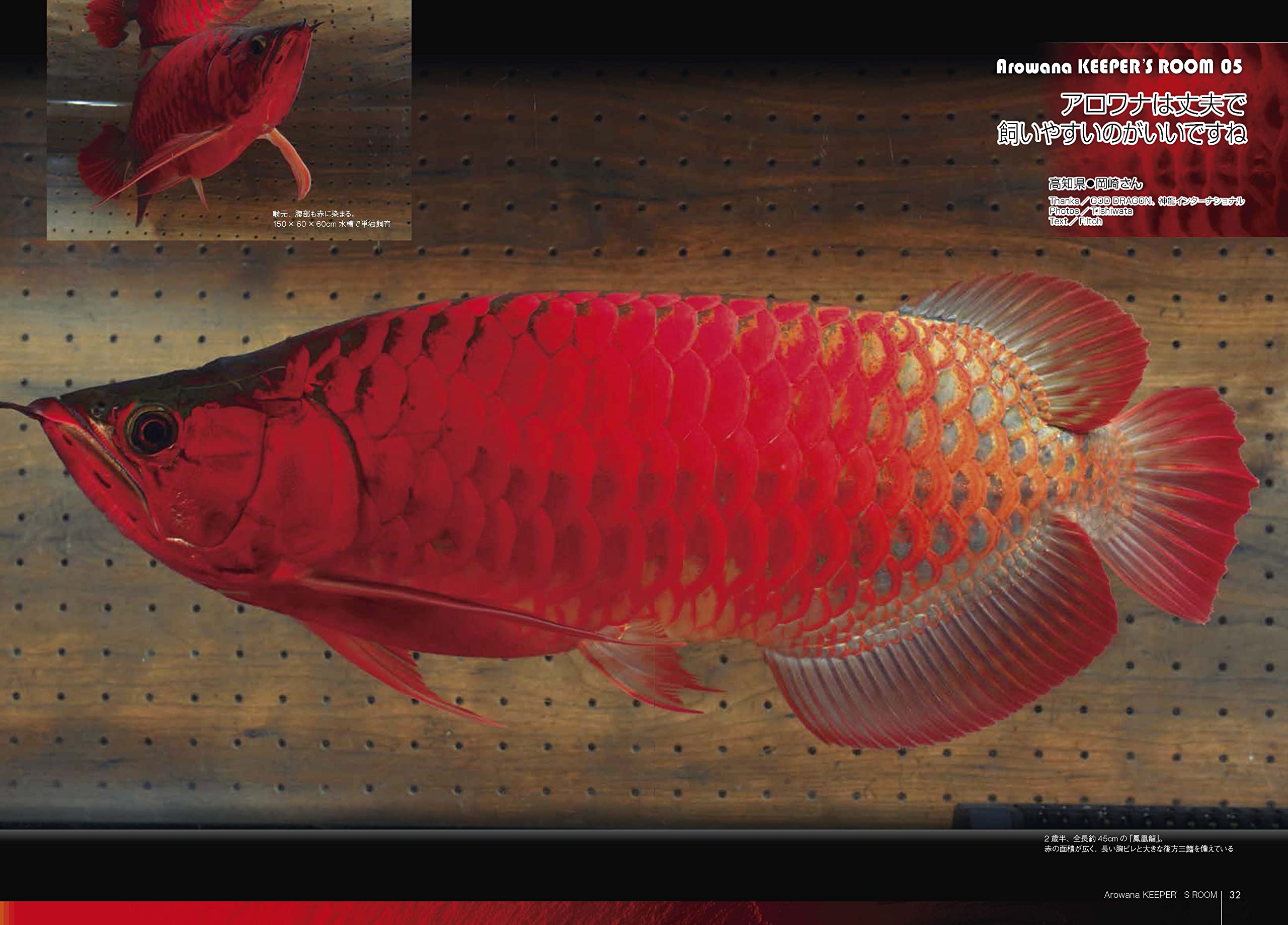 Alowana Live アロワナライブ Vol 008 本 通販 Amazon