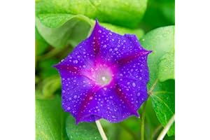 Outsidepride 250 Seeds Annual Ipomoea Purpurea Morning Glory Grandpa OTT Climbing Vine Flower Seeds for Planting