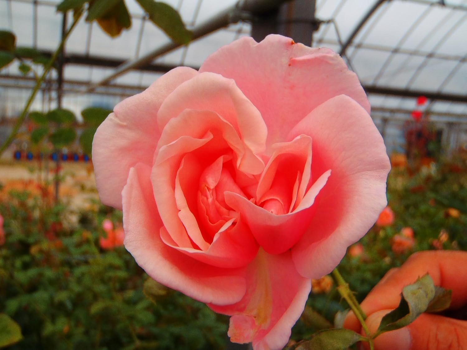 Amazon 予約販売4月以降発送 バラ新苗 ヘルシューレン 観葉植物 オンライン通販