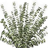 12 Stems Dried Eucalyptus Branches Greenery Stems,17 inch 100% Real Natural Live Eucalyptus Leaves Plant Greenery Decor for S