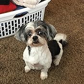 Amazon.com: Royal Canin Breed Health Nutrition Shih Tzu