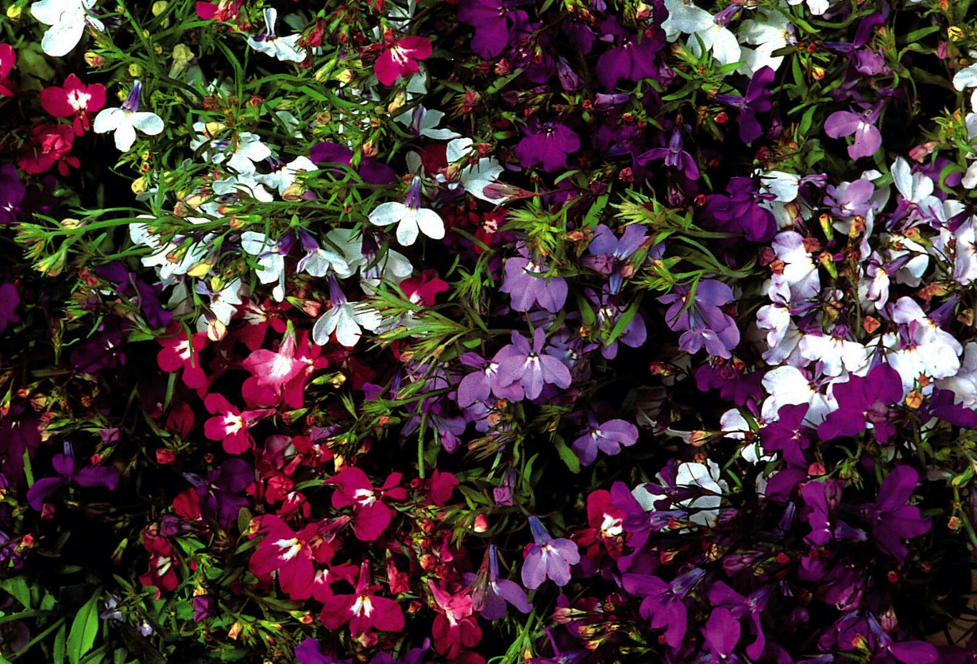 250 Lobelia String Of Pearls Seeds Mixed Colour Flowers Compact Plant 250 Seeds Free Delivery Buy Online In Andorra At Andorra Desertcart Com Productid 170722982