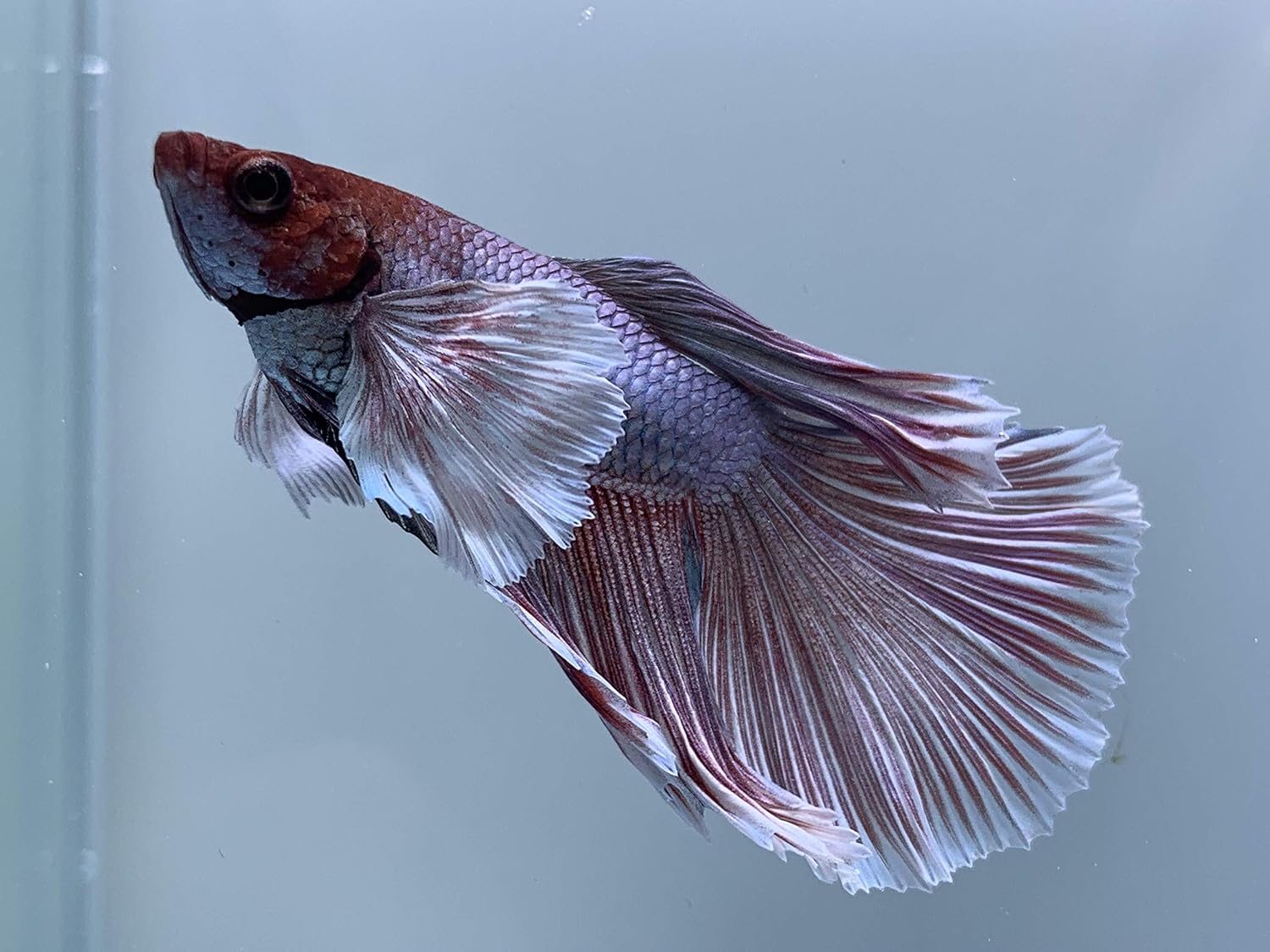 Amazon ベタ ダンボ ハーフムーン 生体 オリジナル 観賞魚 水中生物 通販