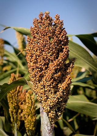 AGROBITS 200 Sorghum # Shallu, Sudan s, Cholam, Broomcorn, Jola, Jonnal G-001