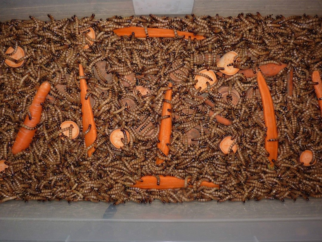 Live Superworms - Kingworms for Feeding Reptiles, Chickens, Fish (500)