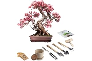 AVERGO Bonsai Starter Kit – 1x Bonsai Tree | Complete Indoor Starter Kit for Growing Bonsai Plants with Tools & Planters – Gardening Gifts for Women & Men