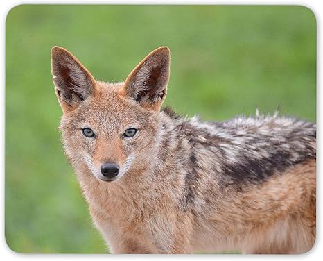 Get Wallpaper Black jackal animal For Free Wallpaper Black jackal animal HD