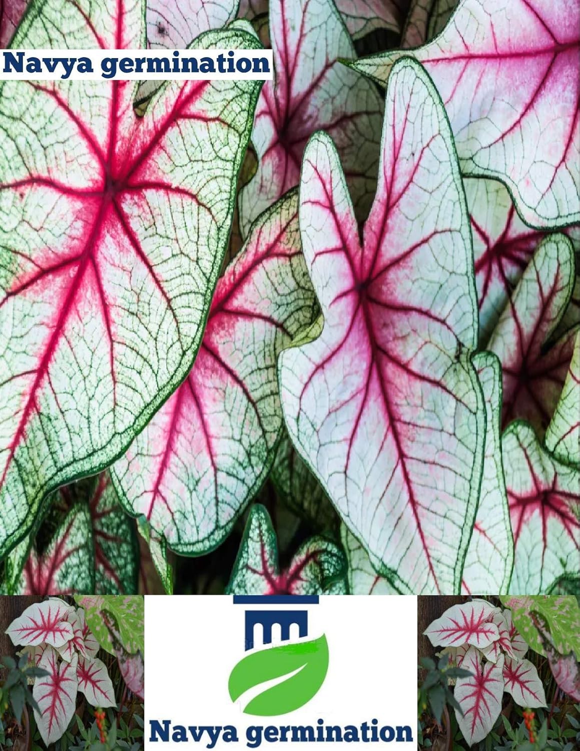 Navya Germination Caladium Fancy Leaf Fiesta Plant Best Pack Of 2 Hybrid Bulbs Amazon In Garden Outdoors
