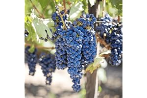 Concord Grape Vines, Live Bare Root Grape Plants from Hand Picked Nursery - Classic Grape Variety for Juice, Jelly, and Wine - 1-Year Grape Vine with Support Included! (1)