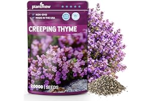 PLANTMEW 20000+pcs Creeping Thyme Seeds for Planting – Non-GMO Ground Cover Flowers –10g Edible Herb Seeds for Planting Lawns & Paths
