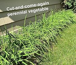 2025 Early Bird-Garlic Chive Seeds for
