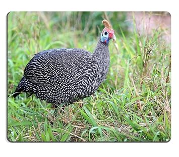 Luxlady Souris Superbe Pintade Ou Oiseau Manakin Pintade