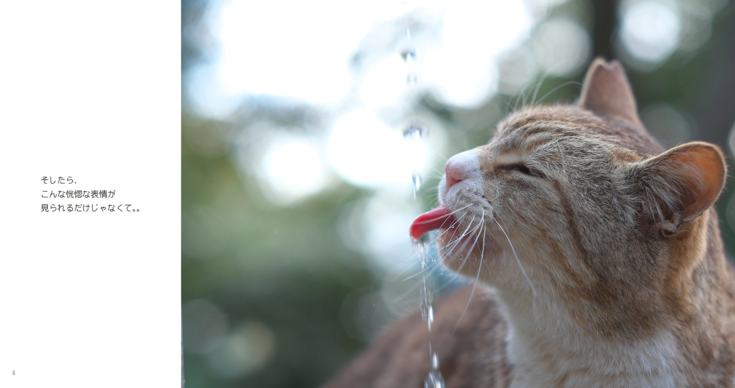 猫だって鼻提灯くらいできるもん あおいとり 本 通販 Amazon