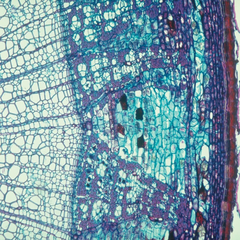 Cork Cells C S 12 M Microscope Slide Microscope Sample Slides Amazon Com Industrial Scientific