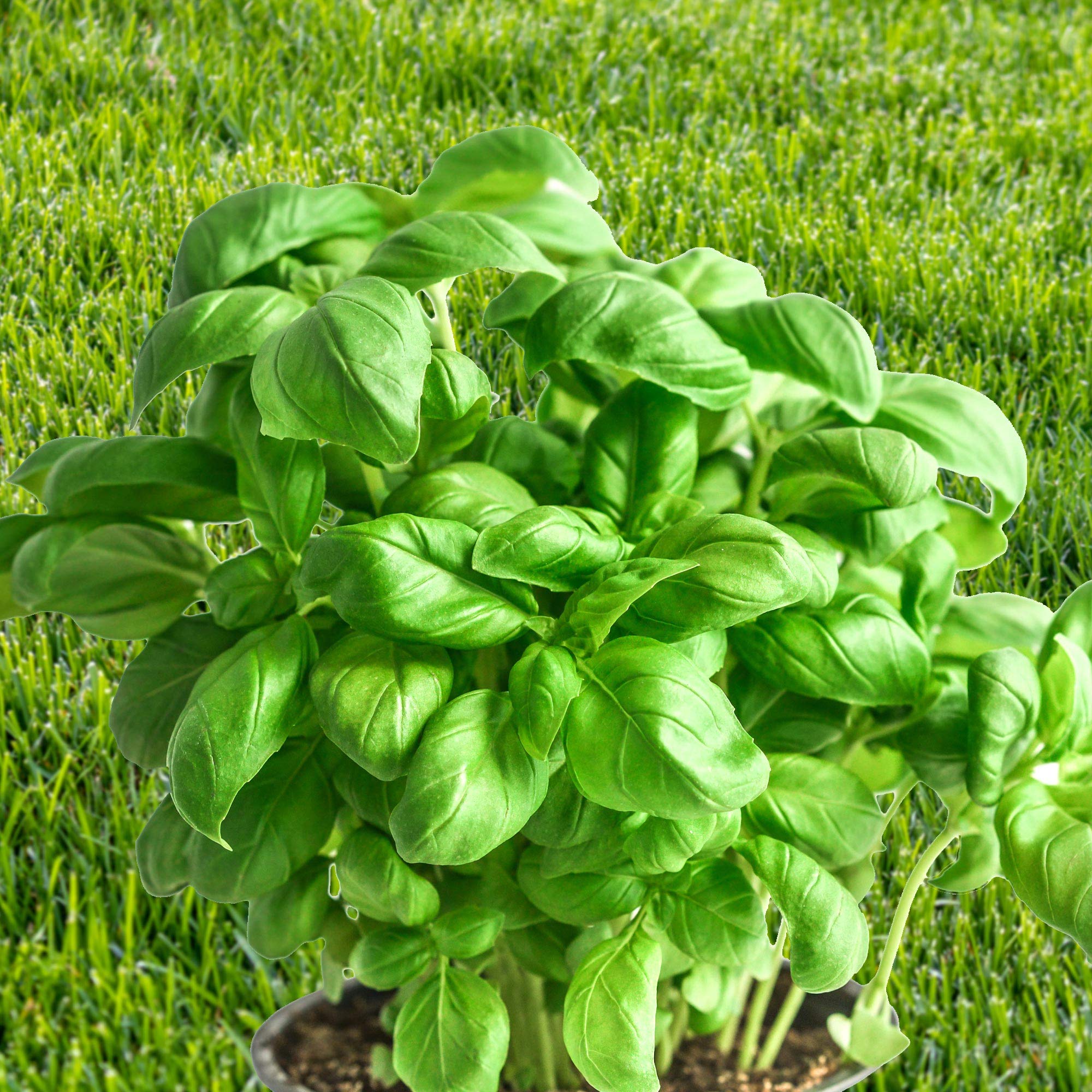Basil Sweet– Pack of 200 Seeds – Sow Directly into Your Garden – Large Aromatic Leaves – Ideal for Soup, Pasta and Salads – Easy to Grow in Your Kitchen Garden