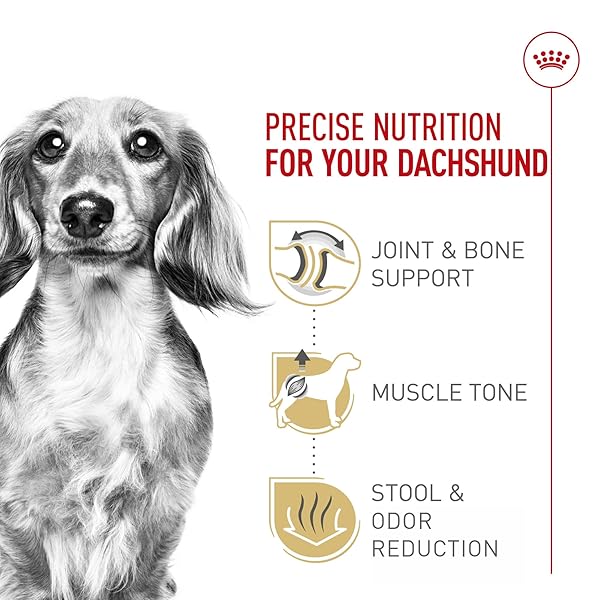 ROYAL CANIN DACHSHUND ADULT BREED SPECIFIC DRY DOG FOOD, 2.5 LB BAG