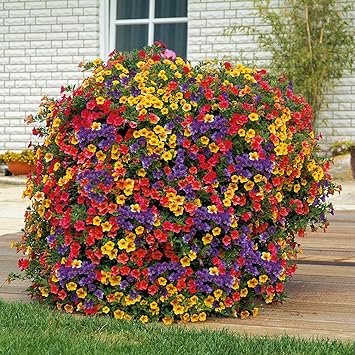 Creative Farmer Flower Seeds : Petunia Basket Mixed Flower Seeds Flower Seeds Perennial For Terrace/Balcony Gardening Garden [Home Garden Seeds Eco Pack] Plant Seeds