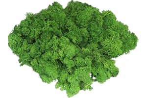 GOVINA Moss Preserved Reindeer Floral Natural Decorative Moss for Fairy Gardens, Terrariums, Wedding Dressing Potted Plants Any Craft or Floral Project (Forest Green 3oz)