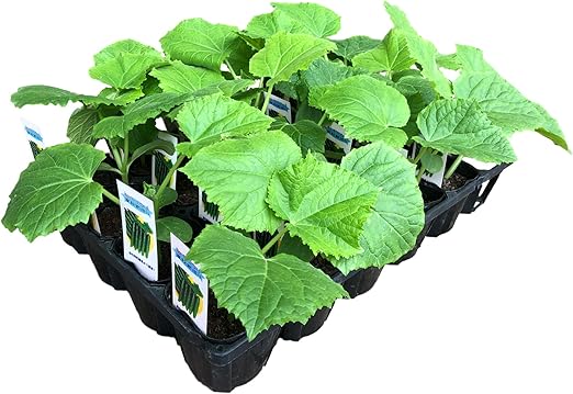 シソーラス 囲い 形成 プランター 野菜 苗 I Vis Jp