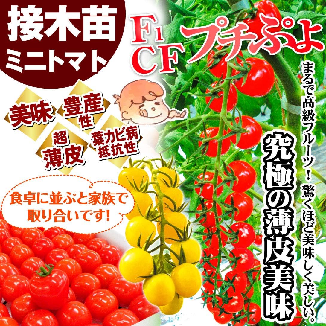 Amazon 国華園 接木野菜苗 接木4連f1cfプチぷよセット 2種8株 21年春商品 野菜