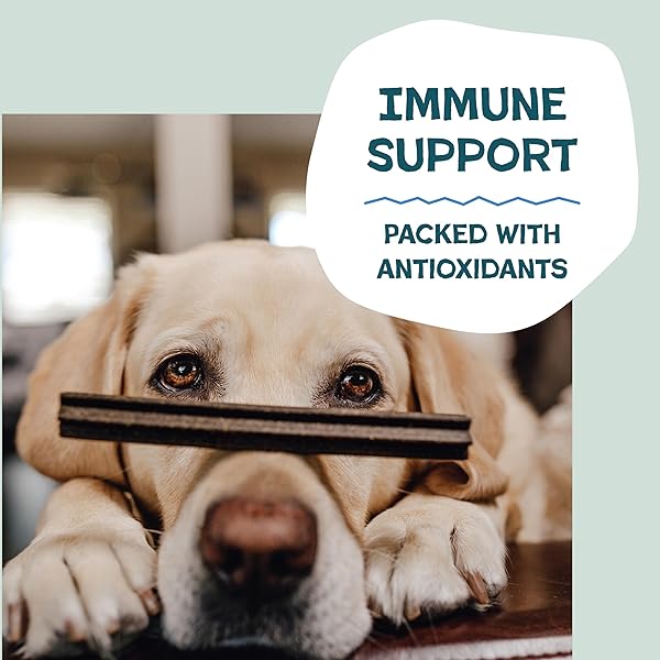 SHAMELESS PETS DENTAL TREATS FOR DOGS, THE TOOTH BERRY – HEALTHY DENTAL STICKS WITH IMMUNE SUPPORT FOR TEETH CLEANING & FRESH BREATH – FREE FROM GRAIN, CORN & SOY