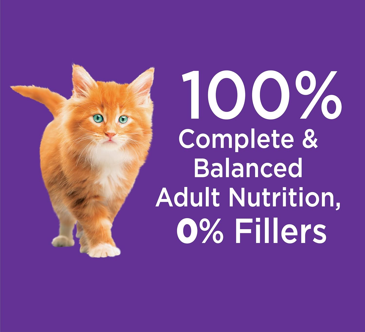IAMS PROACTIVE HEALTH HEALTHY KITTEN Dry Cat Food with Fish Oil and Chicken, 7 lb. Bag : Pet Supplies