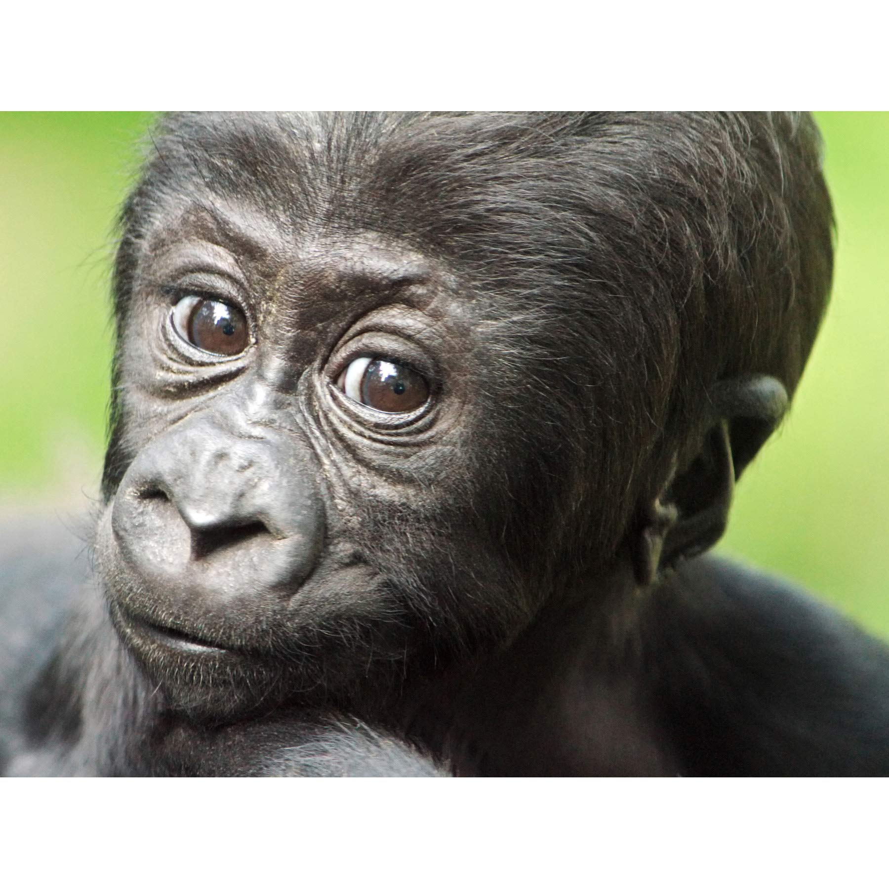 Wee Blue Coo Young Gorilla Ape Primate Monkey Jungle Baby Art Canvas Print