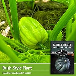 Table King Acorn Squash Seed for Planting - 5