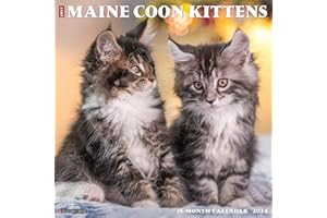 Willow Creek Press Maine Coon Kittens Monthly 2024 Wall Calendar (12" x 12")