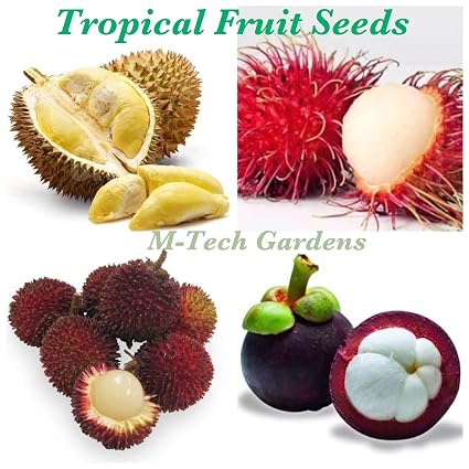 Unduh 9600 Gambar Durian Dan Rambutan Paling Bagus Gratis
