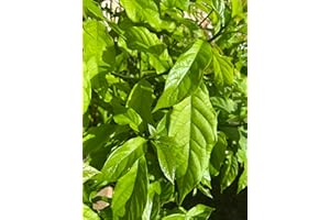 GOODLUCK GANESHA Fresh Avocado Leaves | Aguacate | – 100% Natural Culinary & Medicinal Herb – 5 Whole Leaves for Cooking, Tea, and Wellness – Pesticide-Free, Handpicked, Aromatic| Product of USA