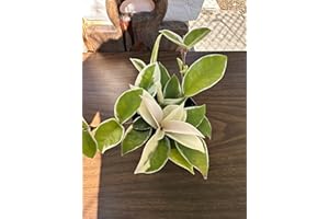 ISHY PLANT Hoya Carnosa Albo Variegata, 4 Inch Live Indoor Wax Plant, Green and Cream Variegated Leaves, Air Purifying Trailing Houseplant