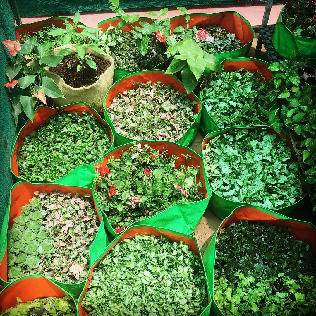 BIO BLOOMS AGRO INDIA PRIVATE LIMITED Grow Bags for Green Leaf Vegetables 24x6 inches 10 Bags_8gb