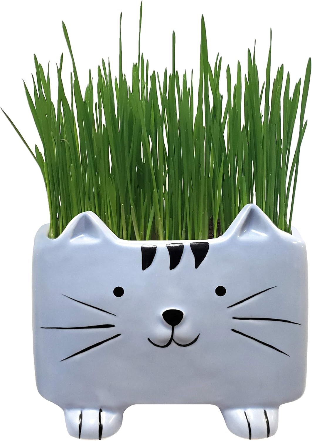 Organic Cat Grass Kit with Planter, Seeds and Soil. Ready