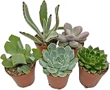 SID 5 Succulent Starter Plant Collection Indoor Cacti Terrarium Plants view 3