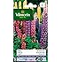 100 Graines De Lupin De Russel Varié - Plante Vivace Colorée 80-120cm, Mélange Bleu, Rose, Rouge, Jaune, Violet - 9