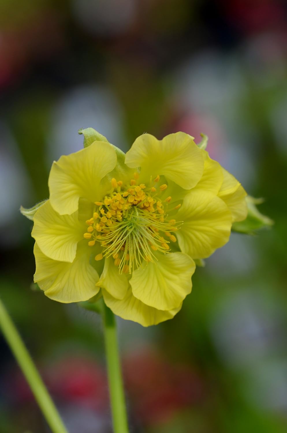 Geum 'Banana Daiquiri' Amazon.co.uk Garden & Outdoors