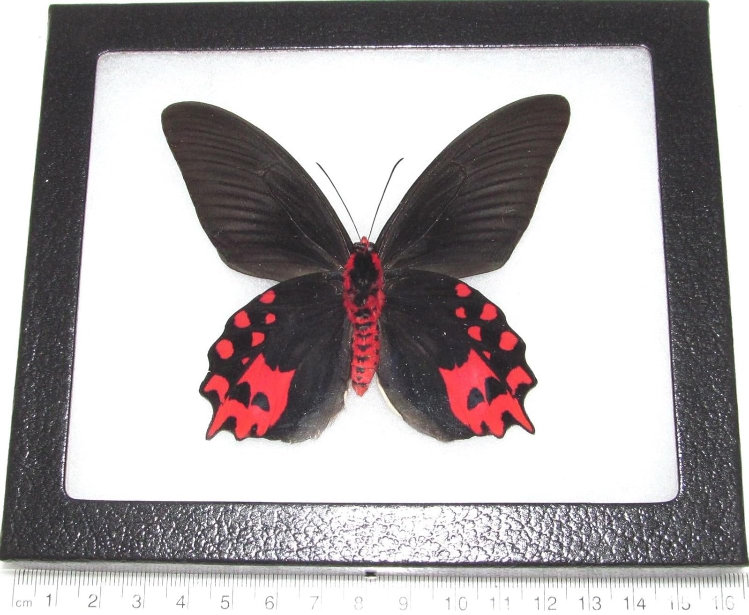 Various Sizes Bicbugs Real Framed Butterfly Red Black Papilio Semperi Male Verso Philippines Home Kitchen Retail Stores Regexinnovation Com