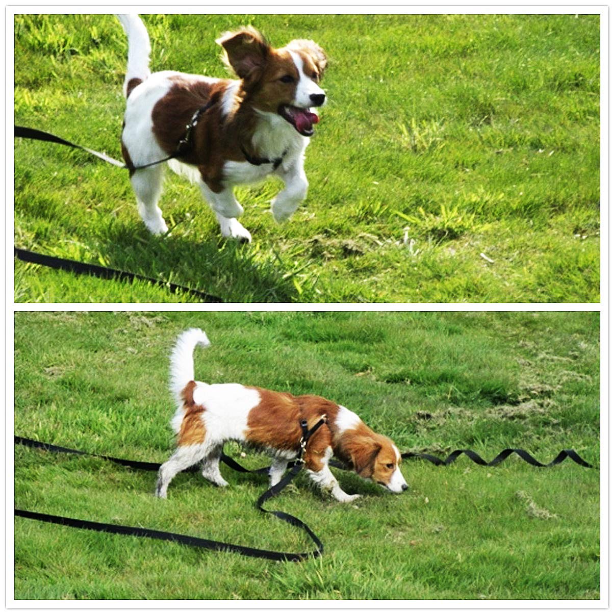 Musonic 50ft 65ft 100ft Black Extra Long Line Training Dog Leash (50 Feet)