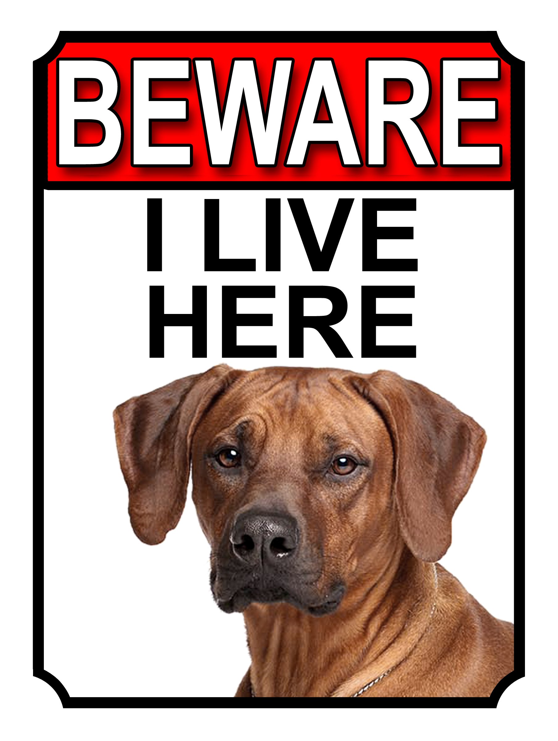 SHAWPRINT BEWARE I LIVE HERE METAL GATE SIGN RHODESIAN RIDGEBACK 200MM X 10MM (1079H1)