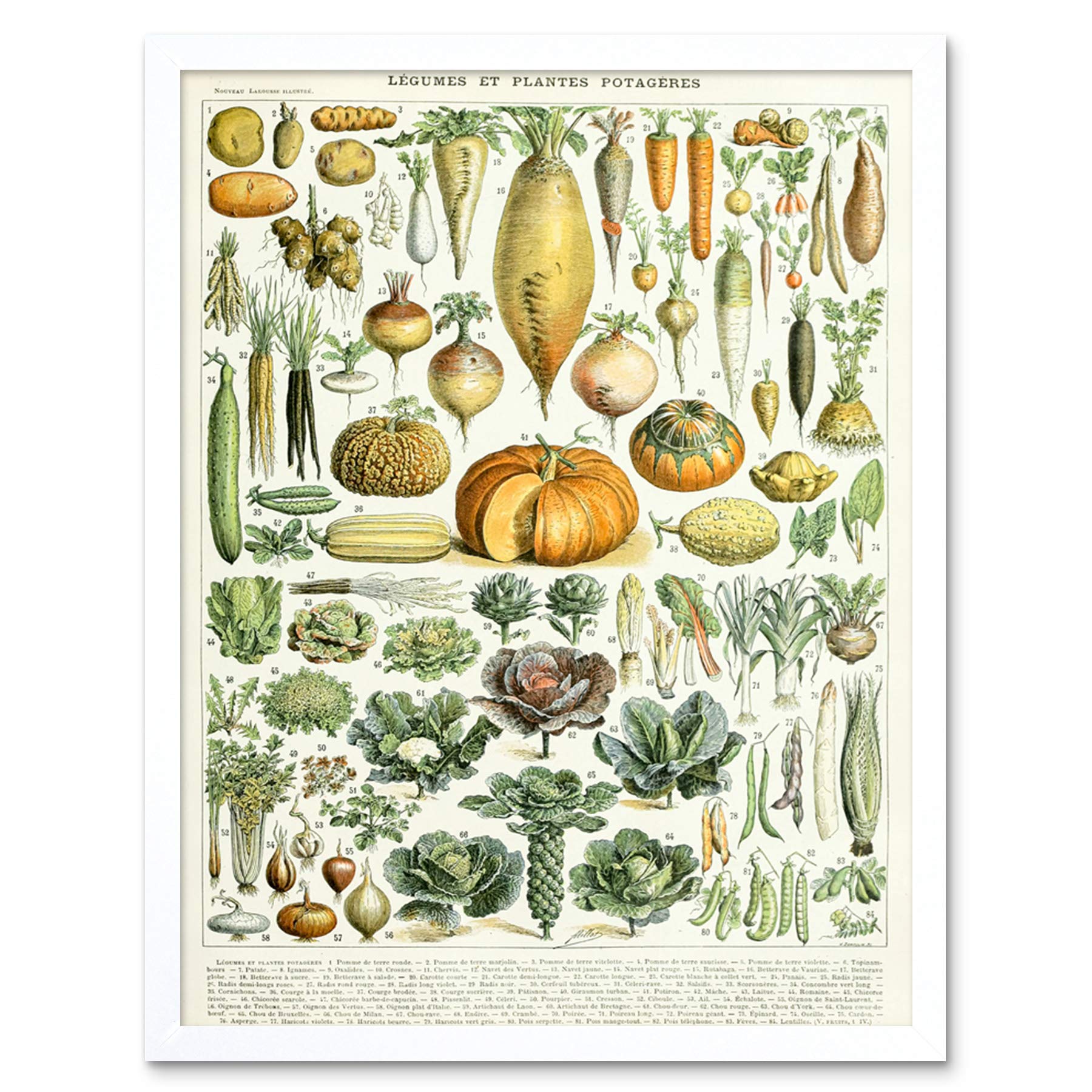 Artery8 Millot Encyclopedia Page Legumes Vegetables Art Print Framed Poster Wall Decor 12x16 inch — image 1