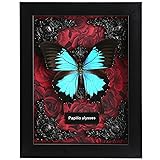 Real Butterfly Framed Butterfly Taxidermy