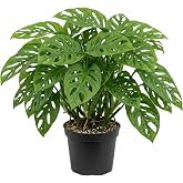 Swiss Cheese Plant Live Monstera Plant Swiss Cheese Vine Five Hole Tropical Houseplant Plants 4" Pot