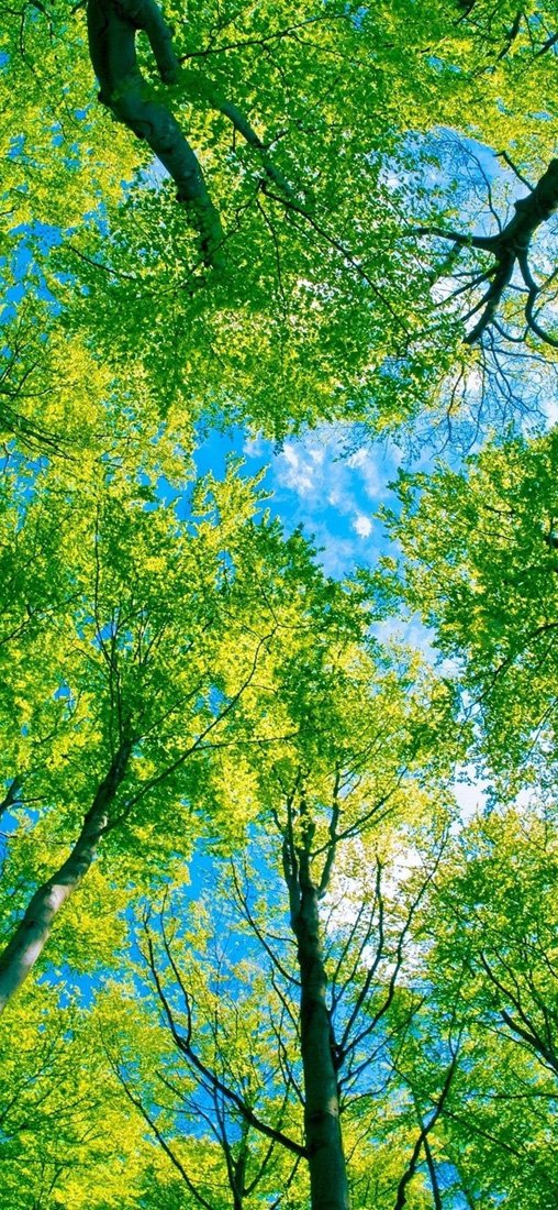 PeelitStickit, Beautiful Nature Wall Murals, ID-135, vinyl