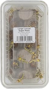 Livefoods4u Large Locust Live Food 2-3.5cm Mega Tub 25 for Reptiles view 2