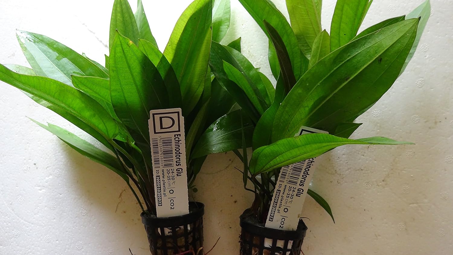 Echinodorus Glu Live Aquarium Plant Amazon Co Uk Pet Supplies