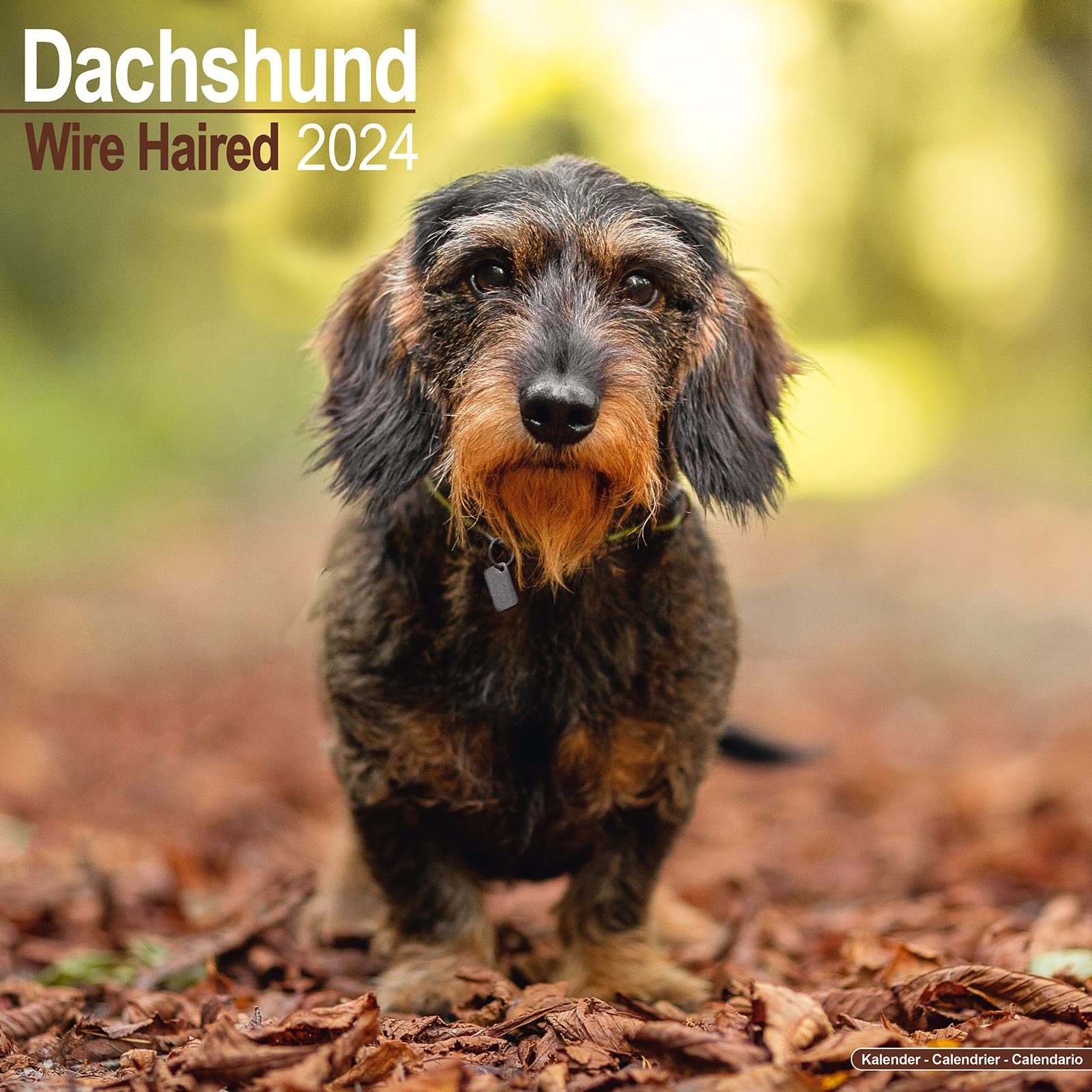 Wirehaired Dachshund Calendar 2024 Square Dog Breed Wall Calendar - 16 Month