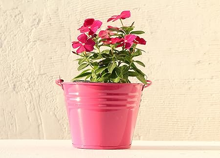 Green Gardenia Table Top/Hanging Bucket Planter-Light Blue (Pink)