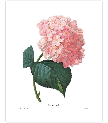 Amazon.com: CLOUD NINE PRINTS Orange Flower Art - French Botanical