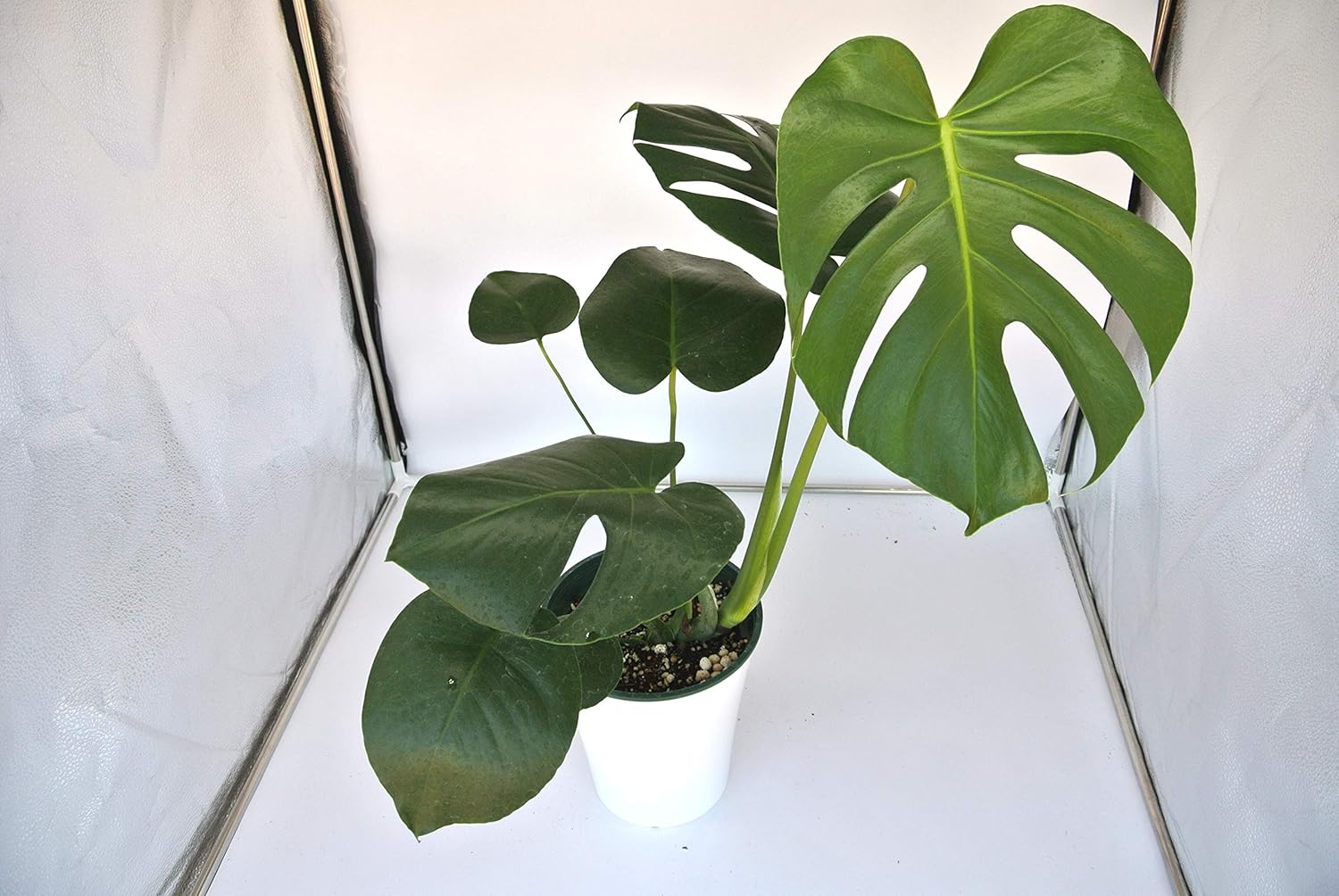 Amazon はなみどり モンステラ デリシオーサ 6号 プラ鉢 グリーン 鉢